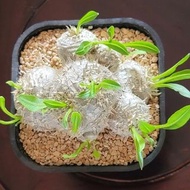 惠比須笑,塊根植物,超多頭,老薑型,9.5公分,實拍圖,高顏值 Pachypodium brevicaule Baker