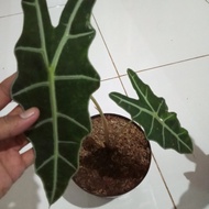 Tanaman hias Keladi Amazon Asli/Amazon caladium/keladi amazon