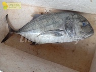 Ikan Kuwe GT Giant 1Kg
