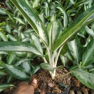 [ READY ] tanaman hias aglonema nipon ... aglonema silver aglonema