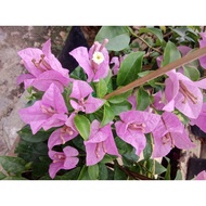 BUNGA KERTAS MISS EVA LIGHT PURPLE