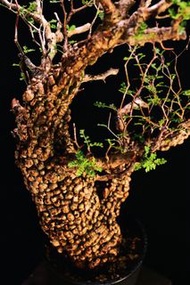 (410) 滿瘤列加氏漆樹　The elephannnt tree/ Operculicarya decaryi / 塊根植物 Caudex / 另售象牙宮、龜甲龍、念珠橄欖、橄欖樹、象足漆樹