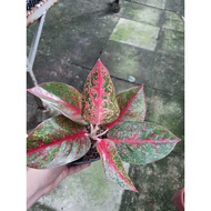 Aglaonema Dud Unyamanee, Aglaonema, Chinese Evergreen, Indoor Plant