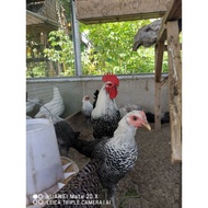 TELUR BERBENIH AYAM ARAB