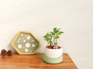 白金葛 • 山稜水泥盆栽 可客製化