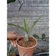 bilbergia ala Kai bromeliad live plant