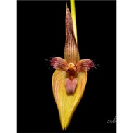 Bulbophyllum blepharistes species orchid orkid hutan