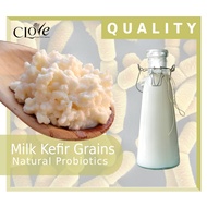 Milk Kefir Grains (LARGE SPECIES)