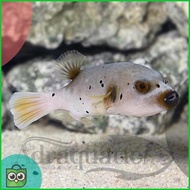 New (INSTANT BANDUNG) IKAN HIAS AIR LAUT BUNTAL BABI PUFFER BUNTEL PUFFERFISH PUFF