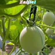 ZAIJIEEE 30pcs Mesh melon hook, Mesh melon cantaloupe Hanging Hook, cantaloupe Coco special Hooks fo