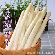 White Asparagus Seeds Sweet Tender White Asparagus Dragon Silk Vegetable Seeds Roots Four Seasons Pl