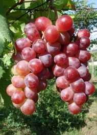 Tanaman anggur red caroline anggur import manis BERLIAN BIBIT UNGGUL