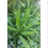 Pokok daun pandan 1 pokok