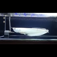Ikan arwana silver platinum snow 50cm
