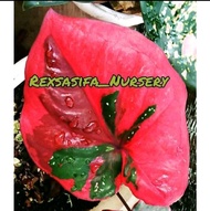 KELADI BARET MERAH UKURAN DEWASA