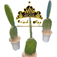 Pokok Kaktus Cactus Plant Opuntia by emaworkandshopofficial