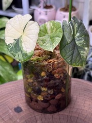 白錦哈密瓜海芋 Alocasia melo Albo Variegated