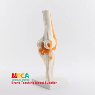 Knee Joint Model with Ligaments and Base Femur Tibia and Fibula Bone Anatomy Model Medical Teaching 