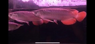 Arwana super red 15-18cm  good anatomi