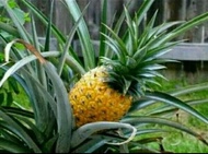 Termurah Bibit Buah Nanas Bogor Super Bibit Unggul