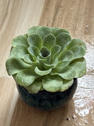 多肉植物（山地玫瑰）