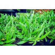 BEIJING GRASS @ Rumput Siti Khadijah sebagai penawar alternative 🌹