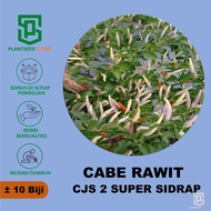 PlantSeed - 10 Benih Bibit Cabe Solo Dua Cabai Varietas Ungu Lokal CJS 2 Super Sidrap
