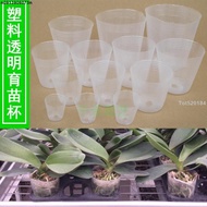 [Gardening Seedling Cup] Phalaenopsis Nutritional Bowl Orchid Dendrobium Succulent Sowing Seedling P