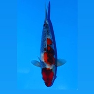 Koi Ikan Koi Import Showa Isa Jumbo Tosai 21 Alyashop243