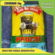 benih padi ciherang premium 5kg padi unggul bibit padi kityyi 4262pp