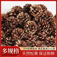 American Pine Oil Pine Local Pine Spruce Pine Flower Fallen Leaf Pine Christmas Decoration Pine Drie