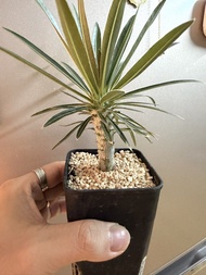 Pachypodium gracilius象牙宮（實生）（潛力）塊根植物多肉植物