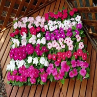 35 เมล็ด ดอกแพงพวย (Vinca Pacifica Seeds) ความหมาย ความทรงจำที่มีความสุข สายพันธุ์ Vinca Solar Mix F