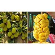 Combo of 3 female jackfruit trees (seed trees)