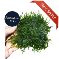 (20cm X 28cm) Aquarium Live Aqua Plants - Vesicularia Dubyana Java Moss