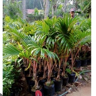 TANAMAN PALEM BOTOL TINGGI 1METER-QISHOP14