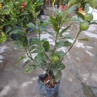 Pokok limau kasturi. Calamansi. Limau asam