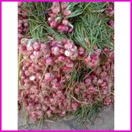 ❁ ◎ 1 kg lasona native sibuyas red onion from ilocos