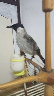 tali burung kutilang sangkar layang s