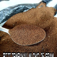 BIJI TEMBAKAU / BENIH TEMBAKAU / TEMBAKAU MLOKO / BIBIT TEMBAKAU