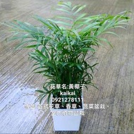 黃椰子盆栽/室內植物盆栽/天然空氣淨化器