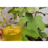 daun tin kering teh dried fig leaf tea / fruit buah ara  (ficus carica L.) Common Fig Anjeer 无花果 Wúh