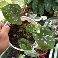 Keladi Thai RARE (Caladium Koh Kret City)