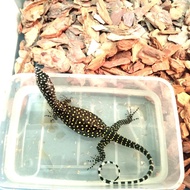 varanus doreanus op (SOLD)