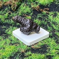 天然埃及預言石造型原礦 心靈平靜石 平撫情緒 快速出貨