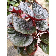 【RM24 ONLY 10%cashback】Begonia brevirimosa Irmsch. Indoor Plant/Outdoor Plant 室内室外植物