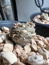 塊根植物多肉植物 白皮月界 2cm 有根健康 出葉中