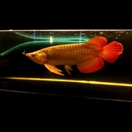 arwana super red blue base 30 cm kalimantan barat