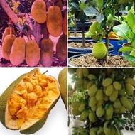 Anak Pokok Cempedak Madu CH38 Buah Buahan Fruits Live Plant [WEST MALAYSIA ONLY]