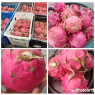 Buah Naga Merah Segar
